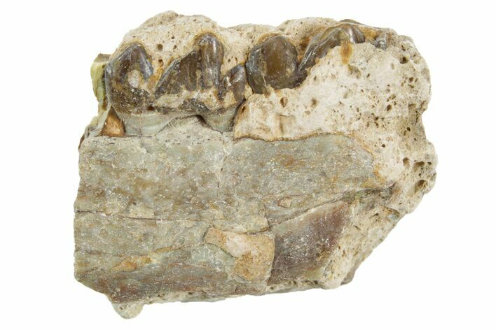Fossil Horse (Mesohippus) Jaw Section - South Dakota #365192